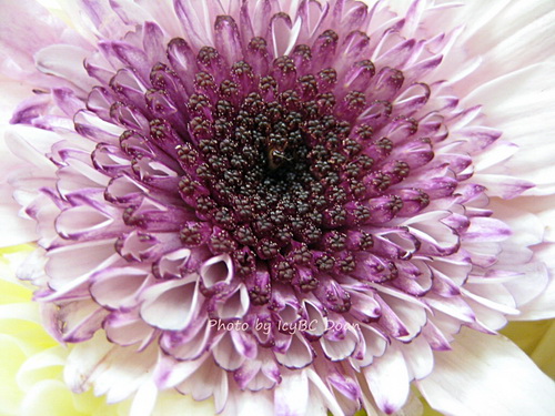 IMG_4335-macro of lavender daisy