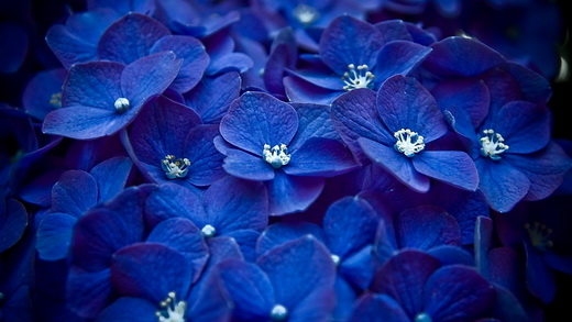 Awesome-Blue-Flower-wide