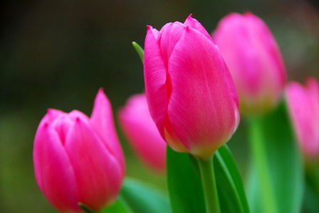 Landscape-pink-tulips_новый размер