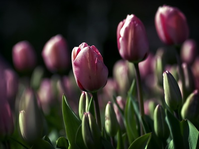 Pink Tulips_новый размер