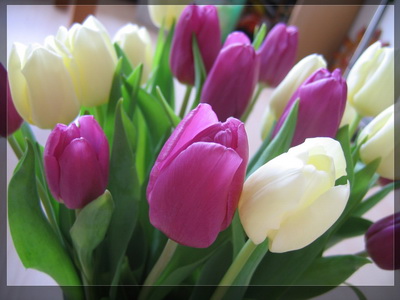 Purple-and-white-tulips_новый размер
