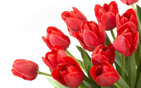 Red Tulips Wallpapers 1_новый размер