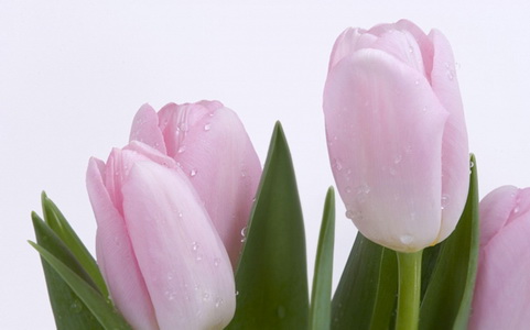 Rose-fresh-tulips_новый размер