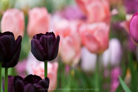 Dark purple tulips.