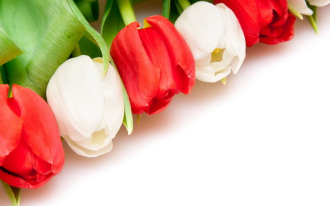 White-Red-Tulips_новый размер