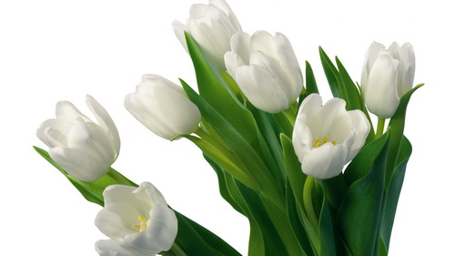 White-tulips_новый размер