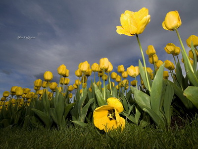 Yellow-Tulips-lovely-nature_новый размер