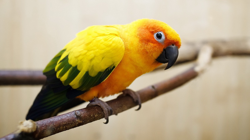 Yellow-green-parrot-wallpaper_новый размер