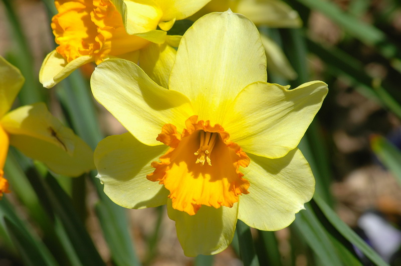 Yellow_Daffodil_новый размер