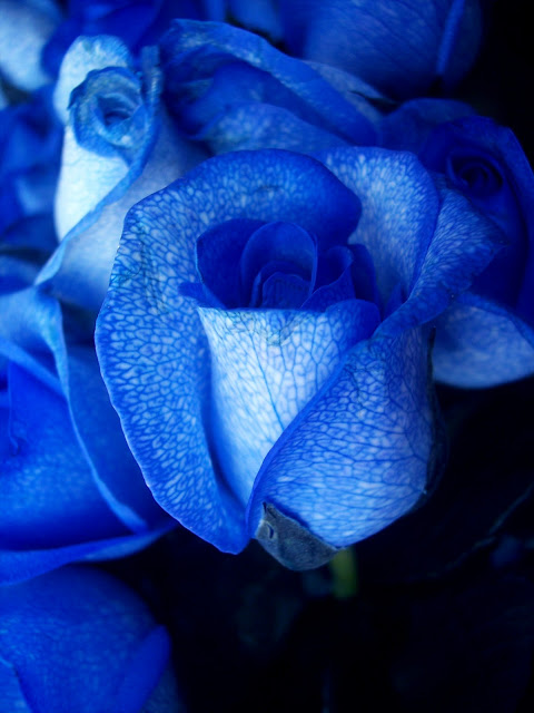 blue roses pictures (7)