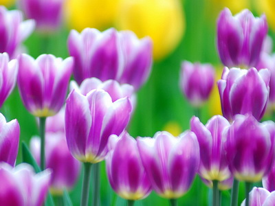 purple_tulips_Wallpaper_gjdsr_новый размер