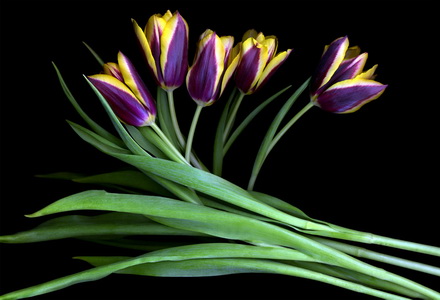 purple_yellow_tulips.1024_новый размер