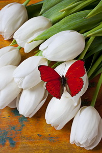 red-butterfly-on-white-tulips-garry-gay_новый размер