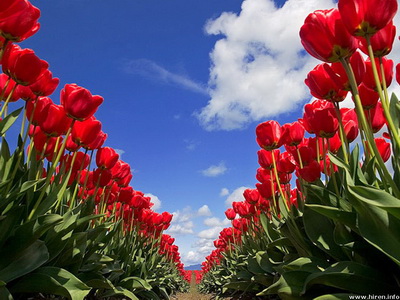 tulip-festival_новый размер