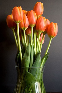 tulips-10321_новый размер