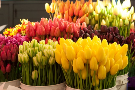 tulips_новый размер