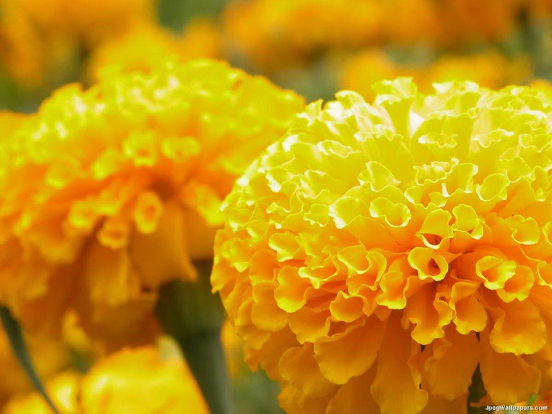 yellow-marigolds-238901_новый размер