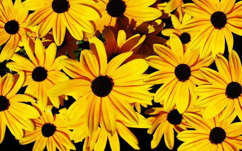 yellow_flowers_background_19_новый размер