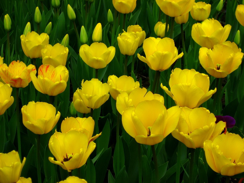 yellow_tulips_2_новый размер