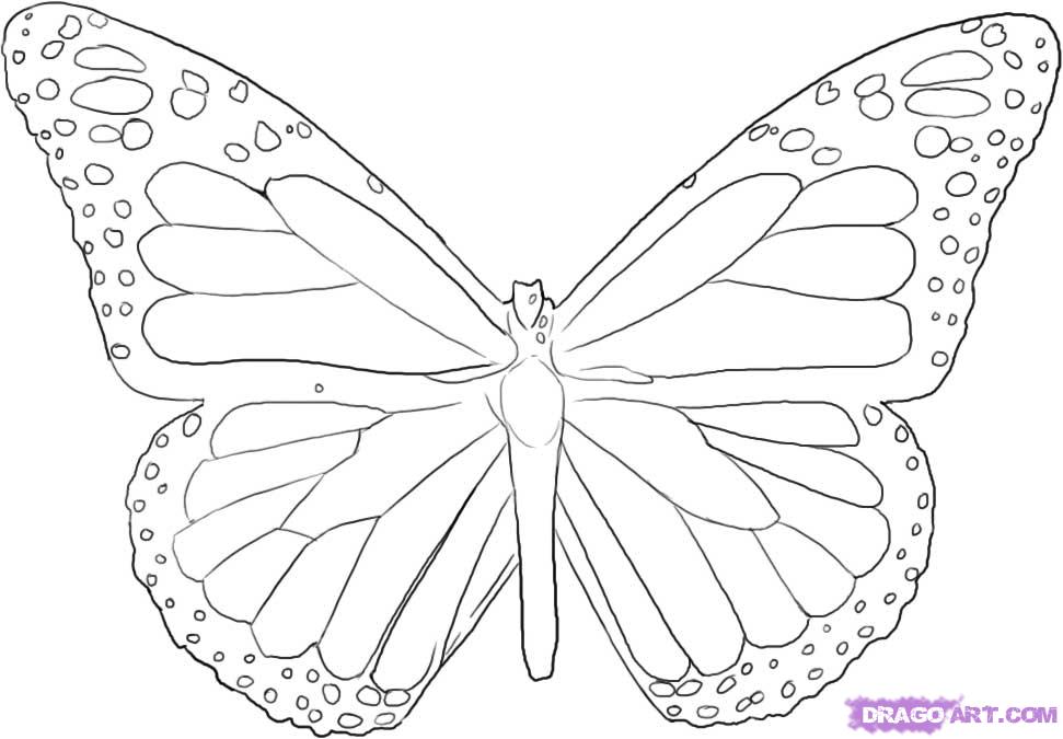 how-to-draw-a-monarch-butterfly-step-4