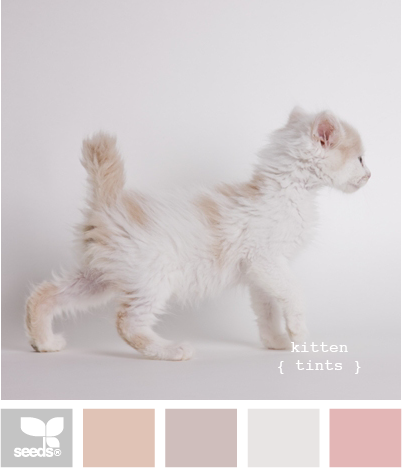 KittenTints515