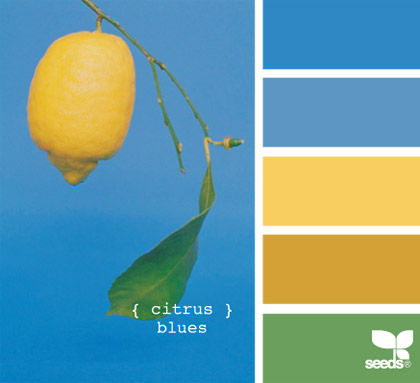 citrus_blues