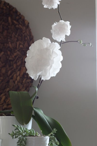 diy-blooming-orchid