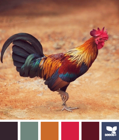 RoosterColor