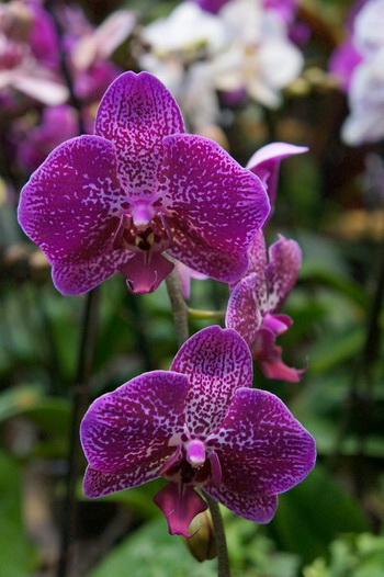 Phalaenopsis-1-2011_12_30