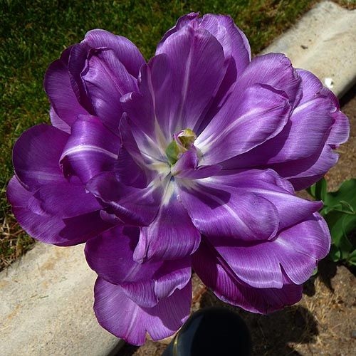 tulip_lily_897