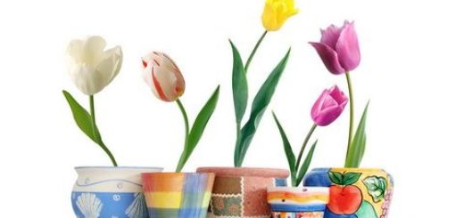 Beautiful-Tulip-Flowers-Pictures-And-Wallpapers36_новый размер
