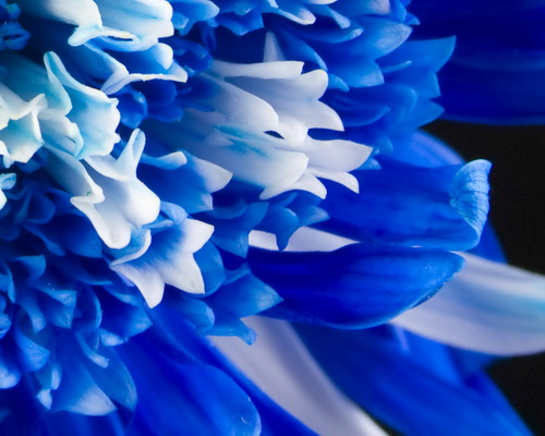 Blue-Flowers-Wallpaper