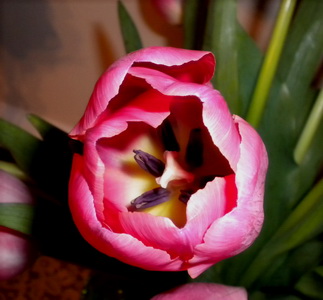 Closeup of the pink tulips_новый размер