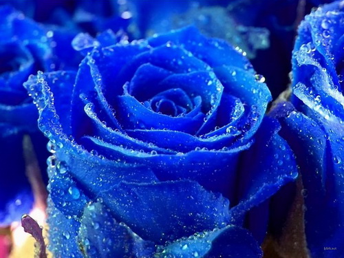 blue roses pictures (1)