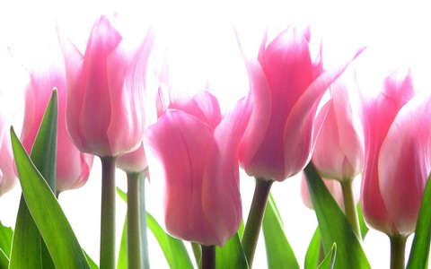 tulips_calliope_by_новый размер