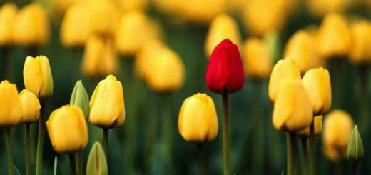 yellow-tulips-field-4_новый размер