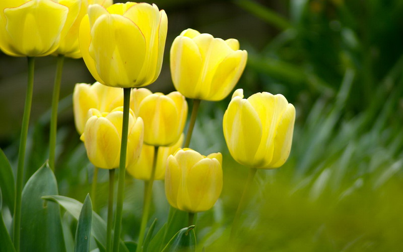 yellow_tulips_1280x800_новый размер