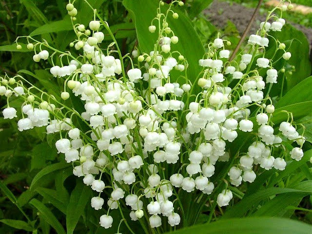 Lily-of-the-Valley 1