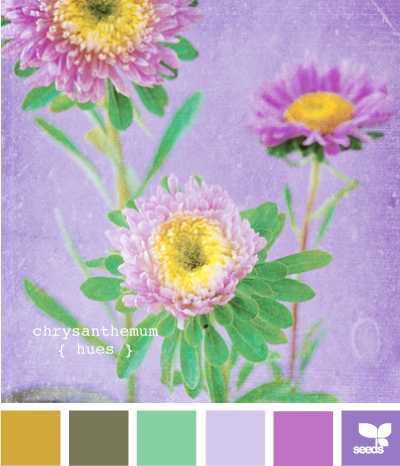 ChrysanthemumHues610